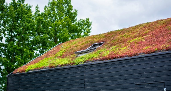 Quel budget pour une toiture végétalisée ?